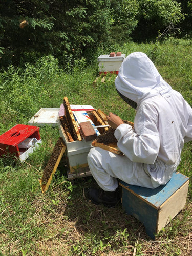 Abeille Reine Élevage